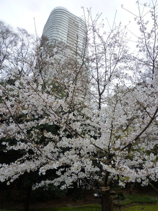 木島櫻谷の動物画＠泉屋博古館分館 ＆ ８分咲きくらいの桜＠六本木一丁目_f0337357_17230833.jpg