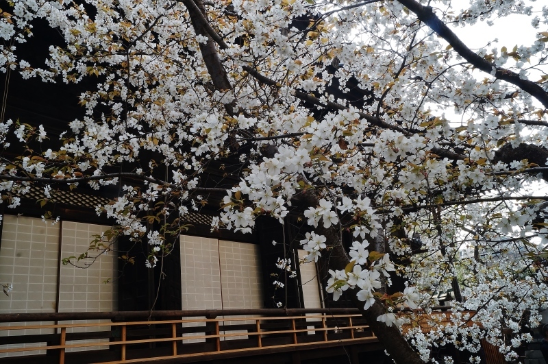 因幡薬師（平等寺）の3本の桜　＠京都・四条烏丸_b0063958_19515163.jpg