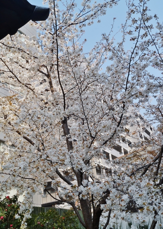 因幡薬師（平等寺）の3本の桜　＠京都・四条烏丸_b0063958_19533004.jpg