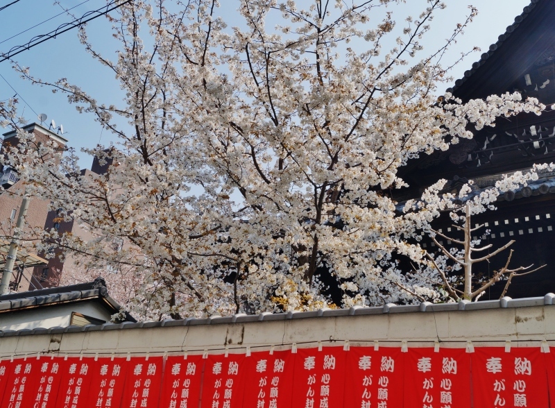 因幡薬師（平等寺）の3本の桜　＠京都・四条烏丸_b0063958_19543262.jpg