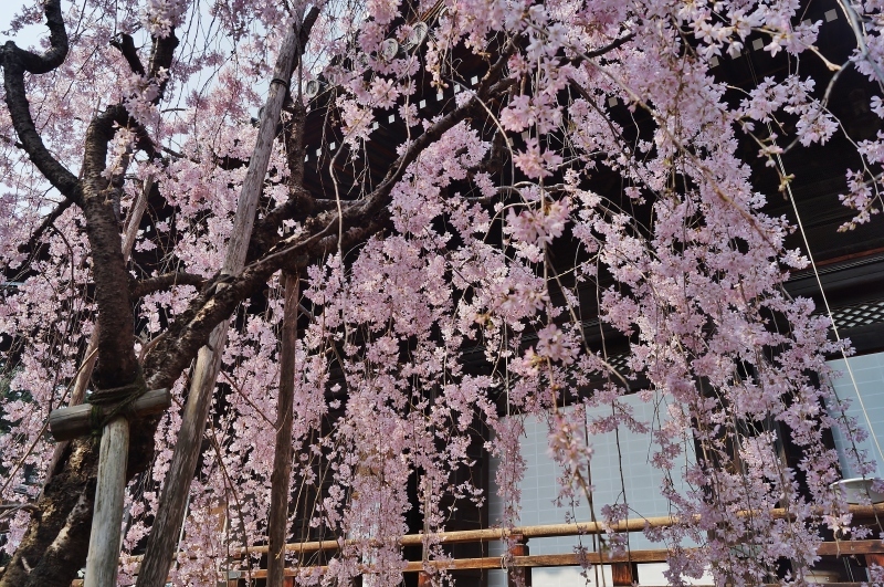 因幡薬師（平等寺）の3本の桜　＠京都・四条烏丸_b0063958_19555228.jpg