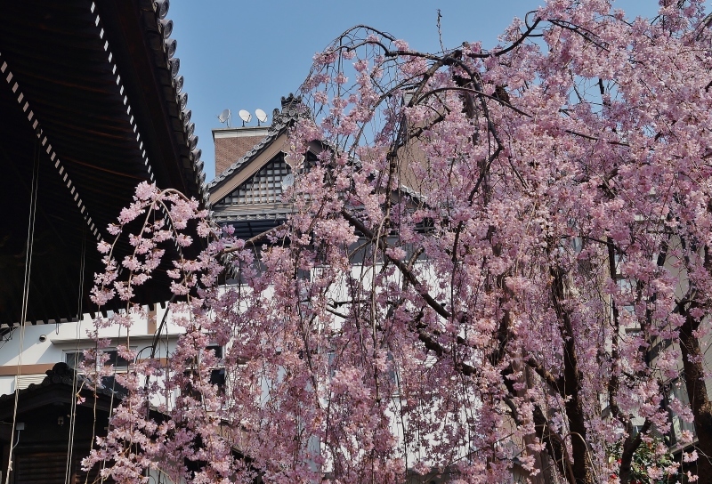 因幡薬師（平等寺）の3本の桜　＠京都・四条烏丸_b0063958_19580960.jpg
