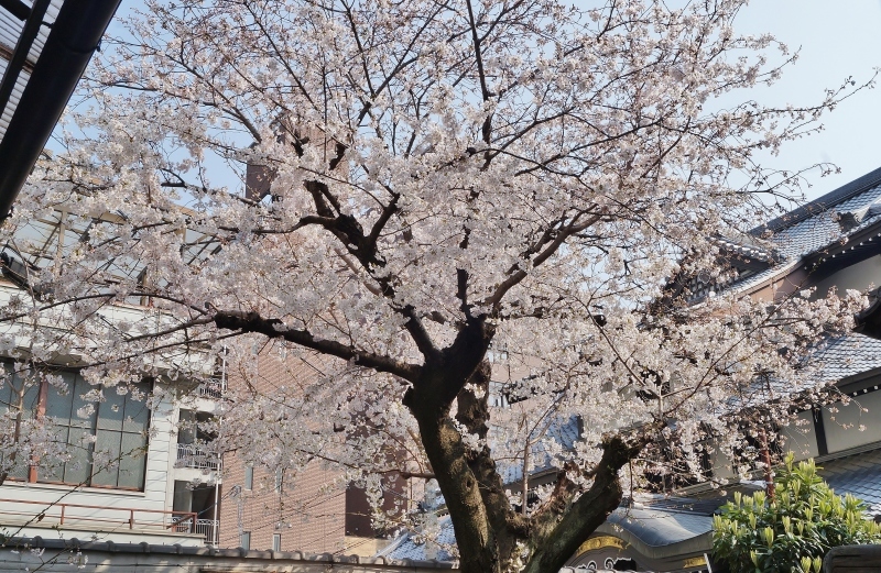因幡薬師（平等寺）の3本の桜　＠京都・四条烏丸_b0063958_20001156.jpg