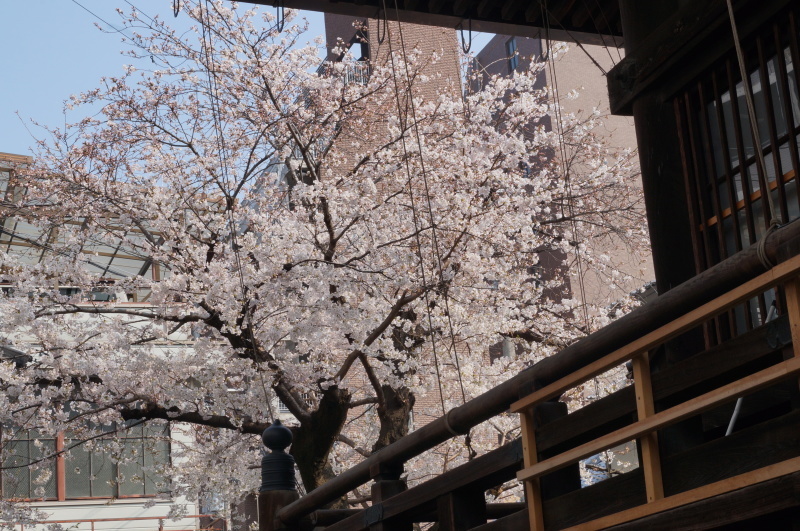 因幡薬師（平等寺）の3本の桜　＠京都・四条烏丸_b0063958_20011071.jpg