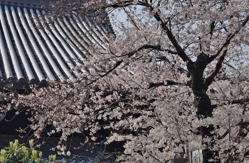 因幡薬師（平等寺）の3本の桜　＠京都・四条烏丸_b0063958_20020478.jpg