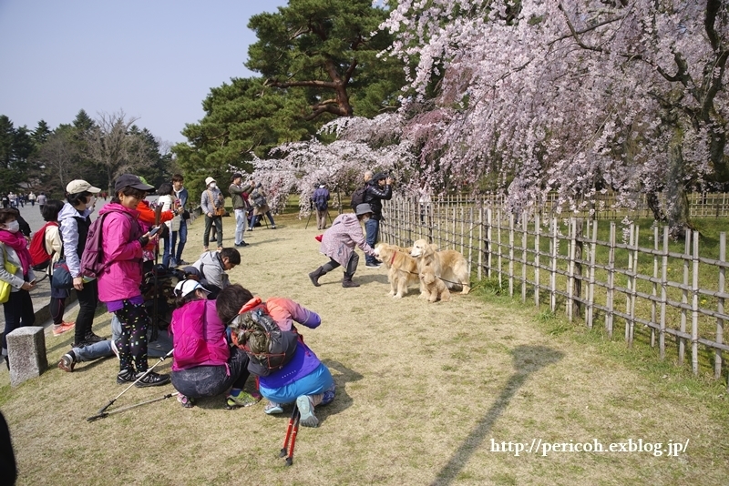 京都御苑の桜＠近衛邸跡_c0354758_21471075.jpg