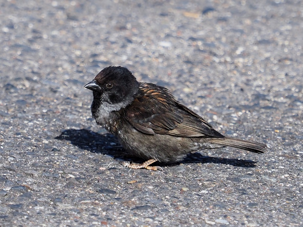 黒スズメ : 日々カメラと共に