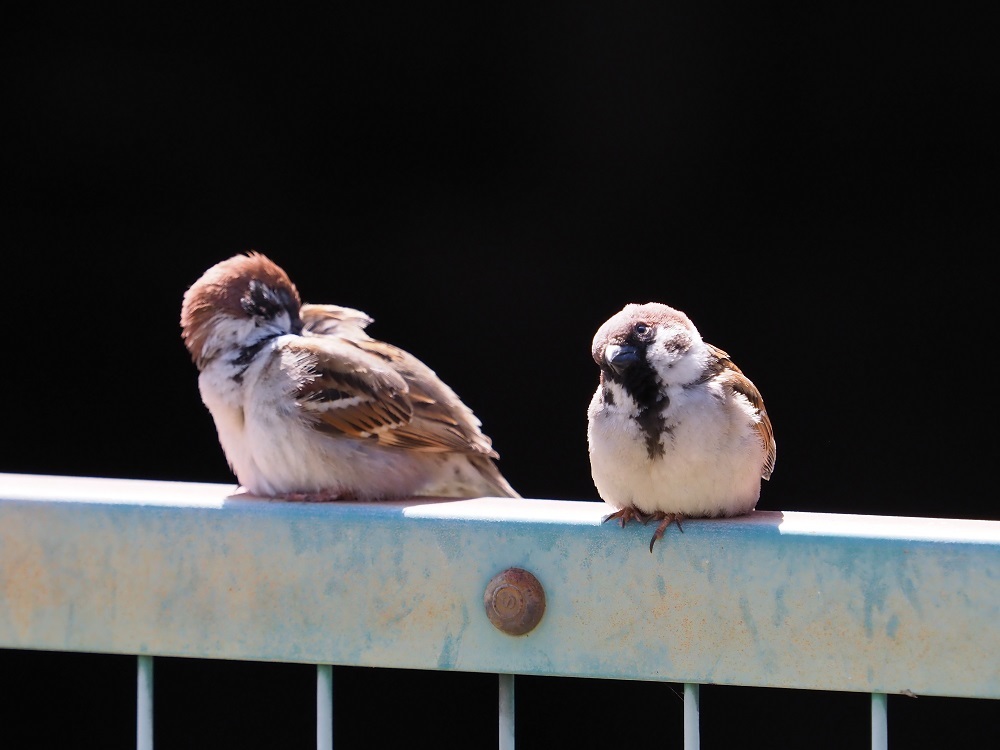黒スズメ : 日々カメラと共に