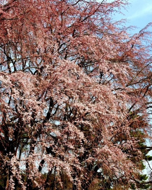 c0305565_17531581.jpg