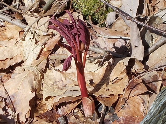 c0219866_08070107.jpg
