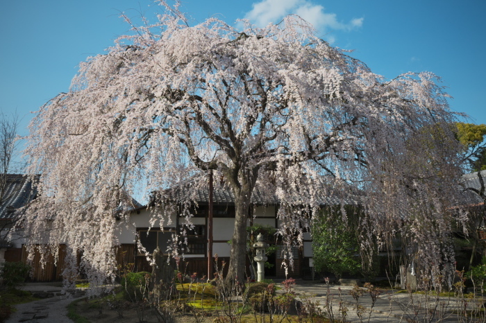  本満寺　桜2018_f0021869_23243172.jpg