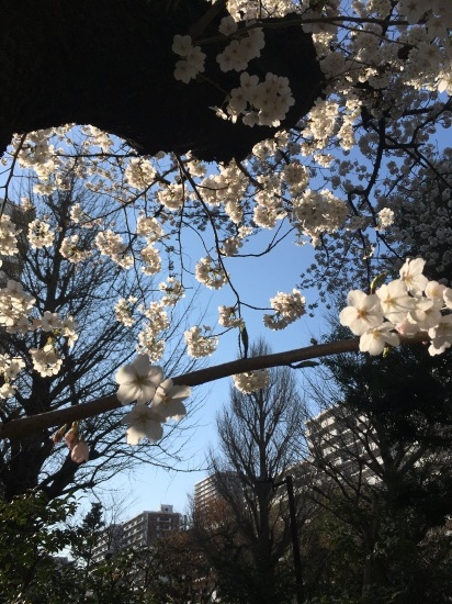 桜の開花状況^_^光が丘_c0124773_21395980.jpeg