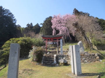 日枝神社のしだれ桜　2018_c0337875_22485383.jpg