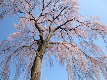 日枝神社のしだれ桜　2018_c0337875_22495878.jpg