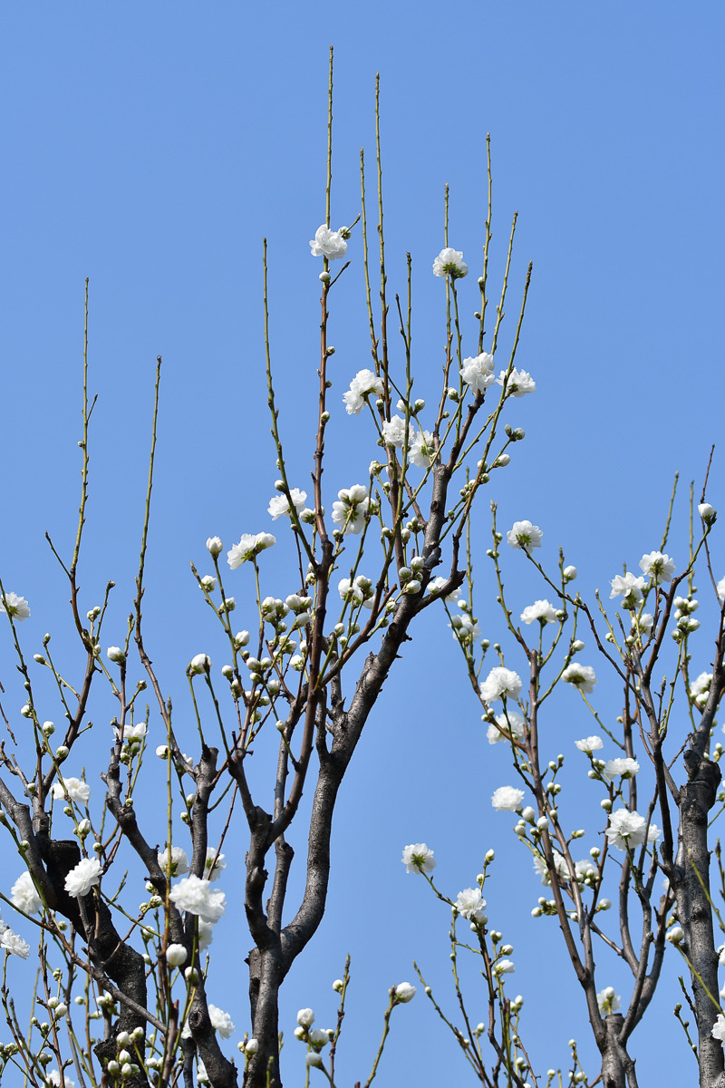 桃が先か桜が先か　大阪城桃園_a0301676_16050303.jpg