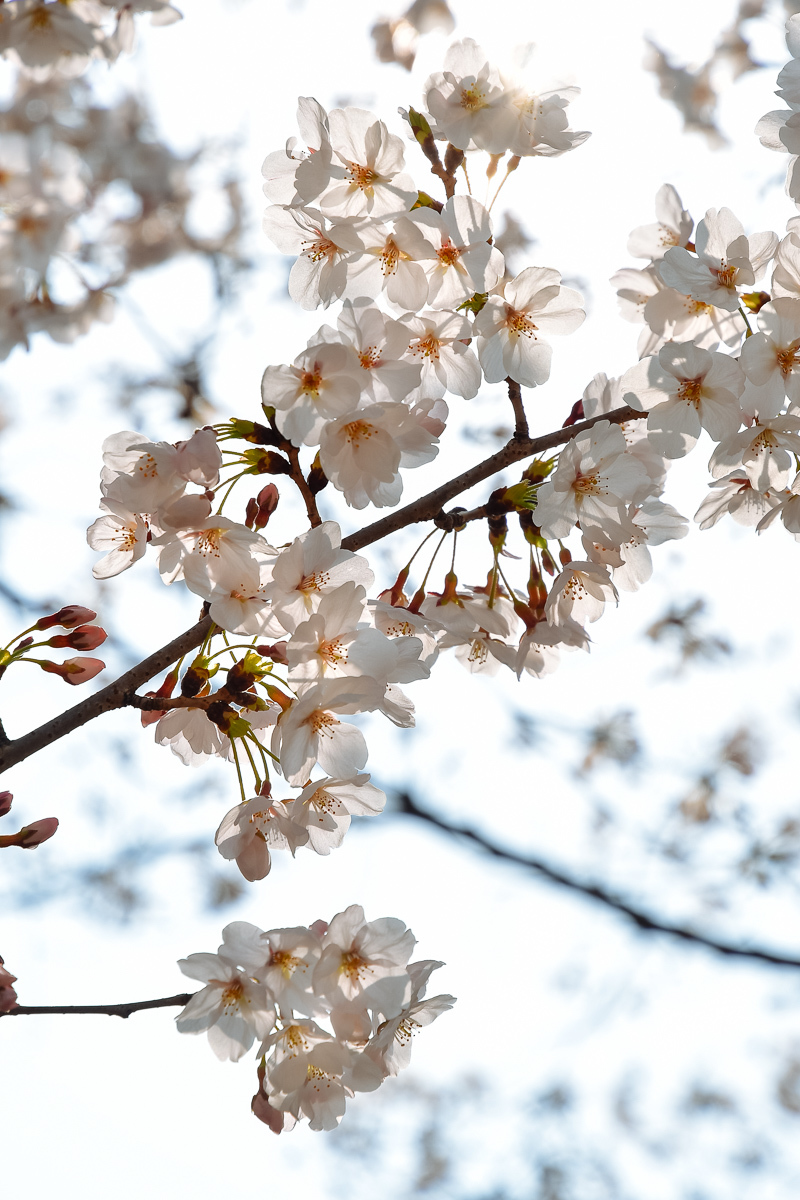 桃が先か桜が先か　大阪城桃園_a0301676_16052700.jpg