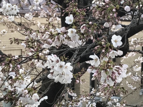 浄化、掃除、桜_f0054677_07110027.jpg