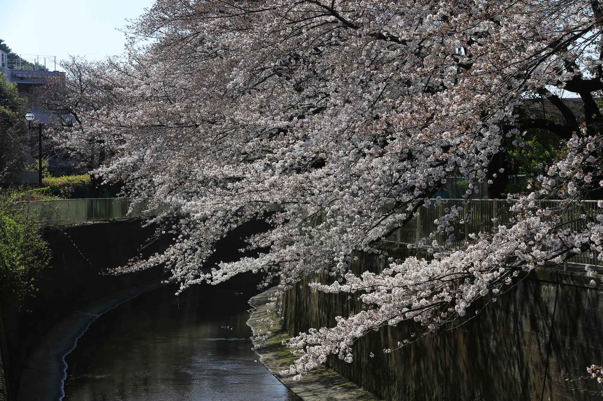 2018年　桜咲く季節_a0349978_23250054.jpg