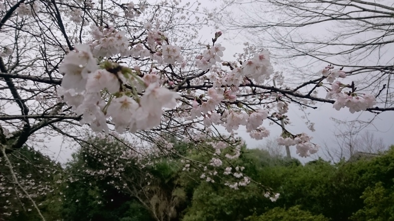 宮崎県　都城『霧島津』肉ランチ_c0325278_19324676.jpg