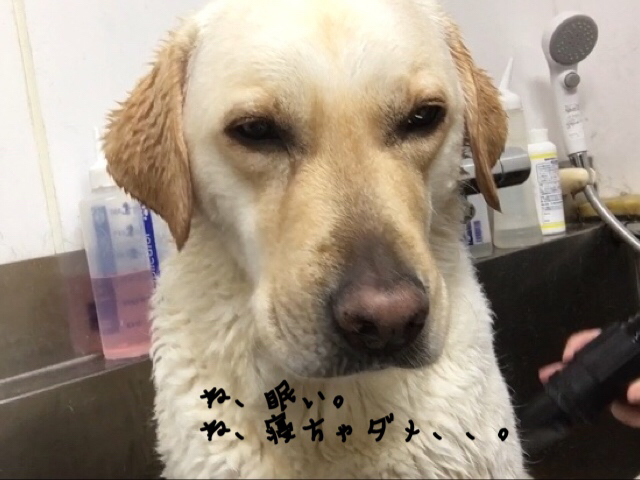 トリミングブログ_f0357682_13083764.jpg