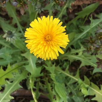 お花を見ると_a0191183_22003502.jpg