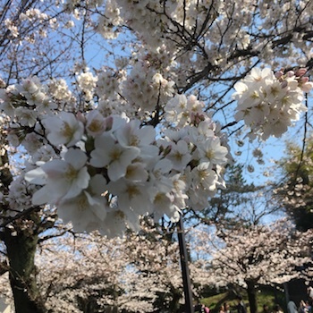 ブルックナーを聞いて_a0191183_22003914.jpg