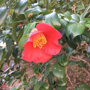 お花を見ると_a0191183_22004335.jpg