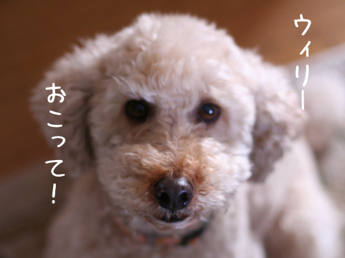 a0216583_15065609.png
