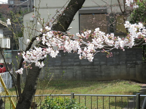 桜_d0020683_07053844.jpg