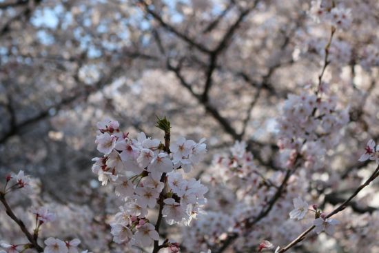 桜（2018.03.25）_a0216884_19585042.jpg