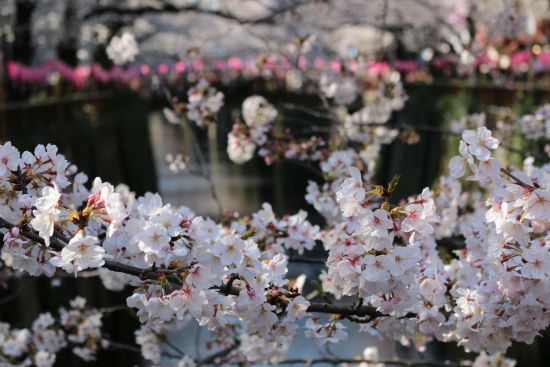 桜（2018.03.25）_a0216884_19585369.jpg