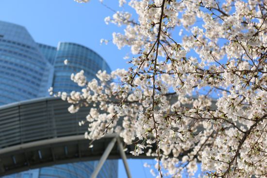 桜（2018.03.25）_a0216884_19591389.jpg