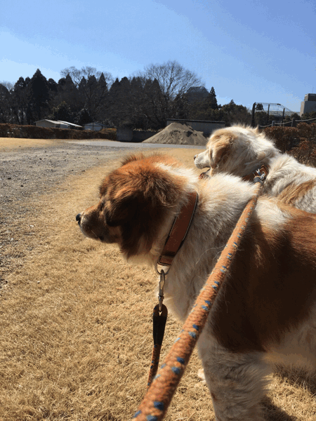 c0214384_06081547.gif