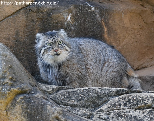 ２０１８年３月　王子動物園_a0052986_8381281.jpg