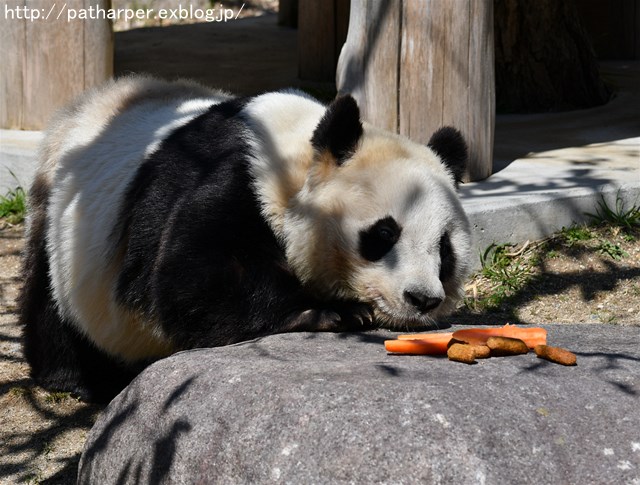 ２０１８年３月　王子動物園_a0052986_8521575.jpg