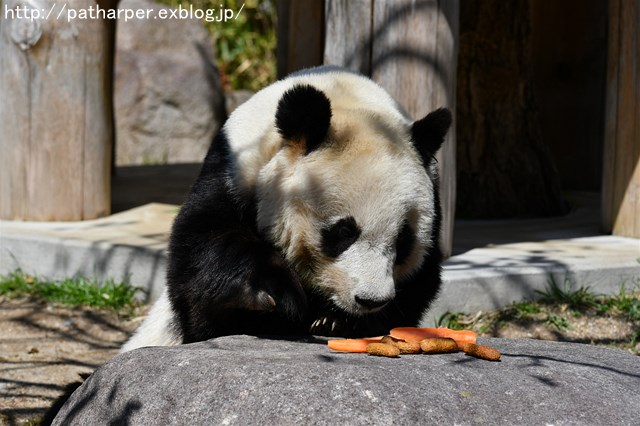 ２０１８年３月　王子動物園_a0052986_8533813.jpg