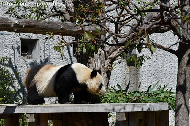 ２０１８年３月　王子動物園_a0052986_8545598.jpg