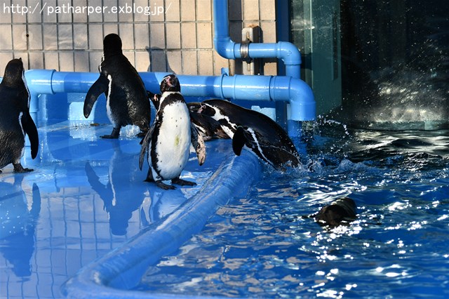 ２０１８年３月　王子動物園_a0052986_9105270.jpg