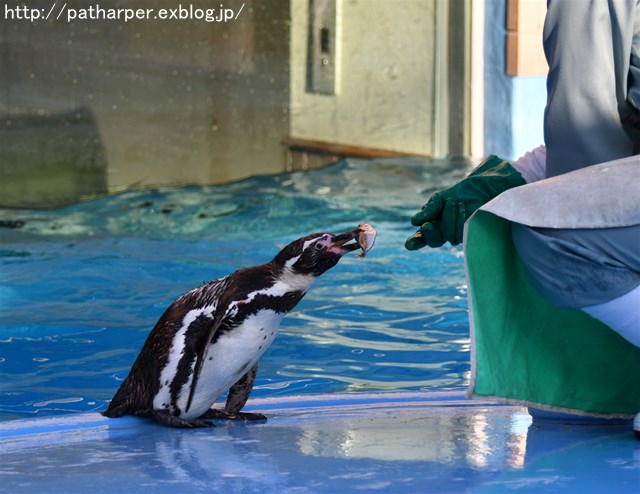 ２０１８年３月　王子動物園_a0052986_994650.jpg