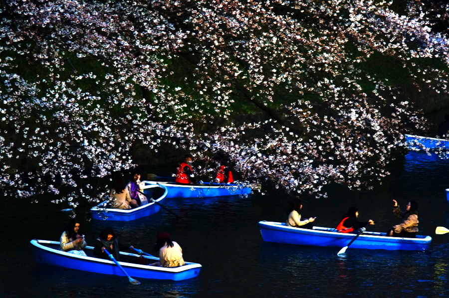 東京の櫻_c0180686_08194722.jpg