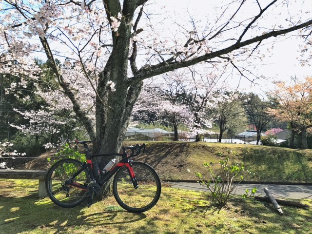 くにとみ一本桜ライド_c0184491_23282314.jpg