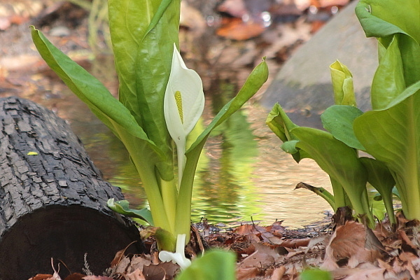 水芭蕉_d0334291_09310233.jpg