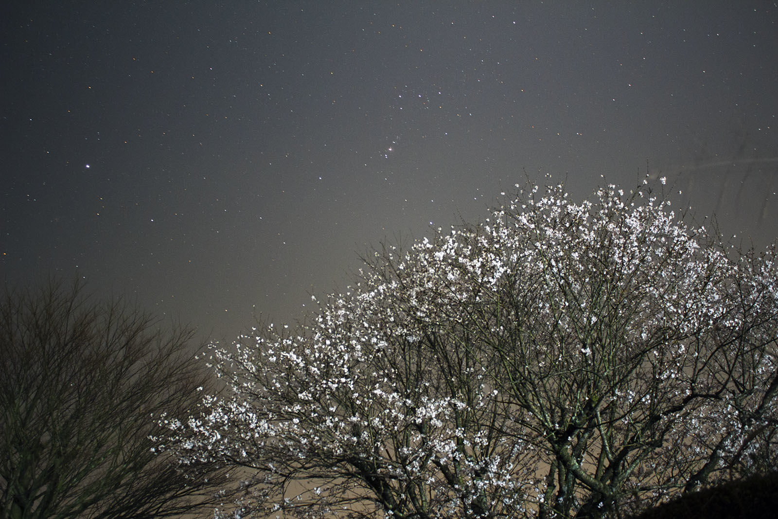 3月24日　満開近くの桜と星空　古墳公園の桜_e0174091_11002391.jpg