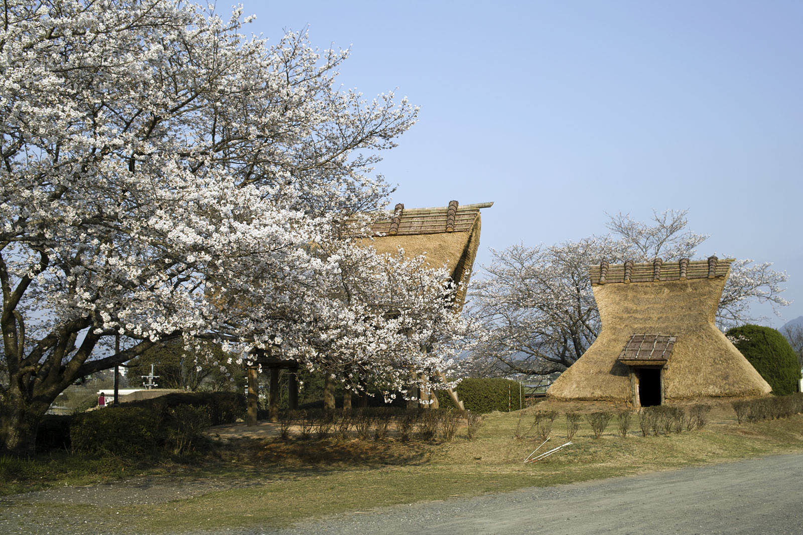 3月24日 満開近くの桜と星空 古墳公園の桜_e0174091_11025889.jpg