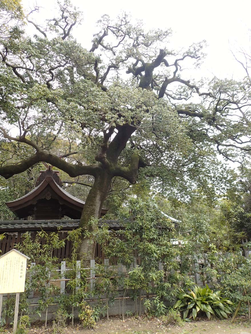 弓弦羽神社_d0361999_13450328.jpg