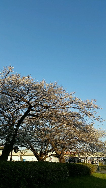 桜がキレイです。なん..._d0092901_23005929.jpg