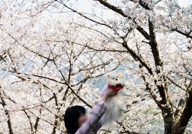 ゆきとさくらと_d0360206_01213959.jpg