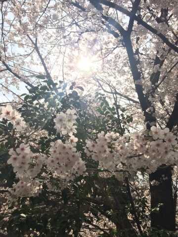 八丁堀の桜も満開＾＾_a0157409_21311292.jpg