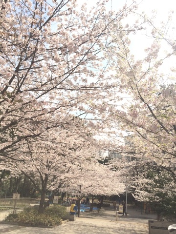 八丁堀の桜も満開＾＾_a0157409_21313767.jpg