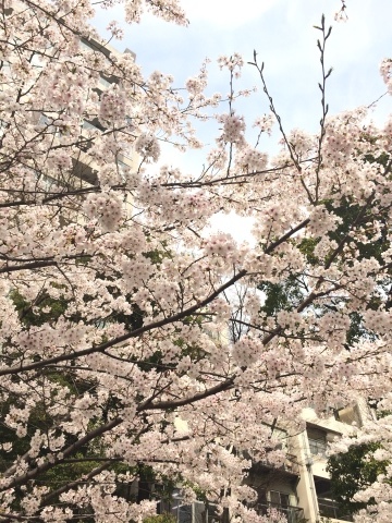 八丁堀の桜も満開＾＾_a0157409_21314884.jpg